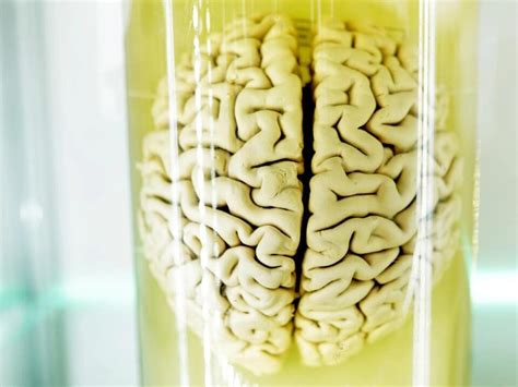 The Key Problem With The Brain In A Vat” Thought Experiment Lifeboat