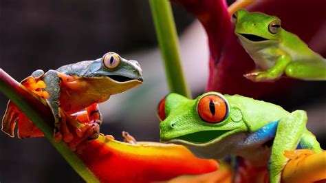 Funny Singing Frogs Can Sing Together In Harmony Singing Frogs Youtube