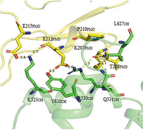 Iucr Structural And Kinetic Insights Into Flavin Containing