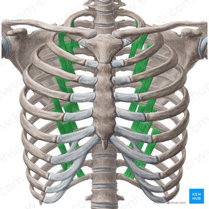 Intercostal Spaces Anatomy Contents And Boundaries Kenhub