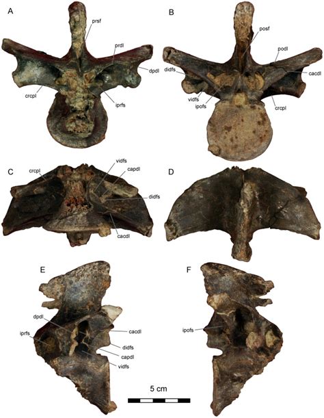 Photographs In A Cranial B Caudal C Ventral D Dorsal E Left Download Scientific