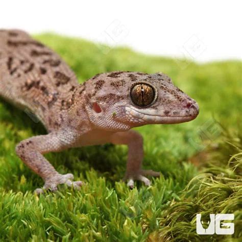 Giant Bent Toed Geckos For Sale Underground Reptiles