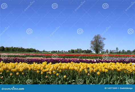 Dutch tulip garden stock image. Image of flora, color - 14371849