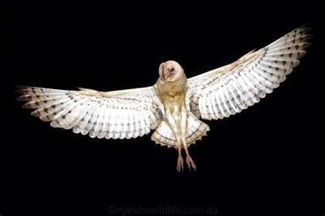 Birding Wildlife Tours Atherton Australia Birdwatching Atherton