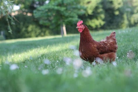 Laisser les poules se promener dans le jardin est ce réellement une