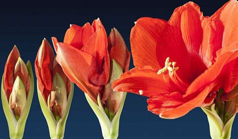 Comment faire repartir un bulbe d amaryllis Question Réponse