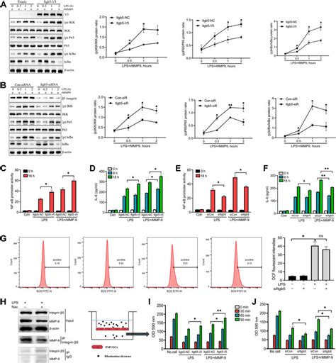 β5 Integrin MMP 9 axis modulates inflammatory response and permeability