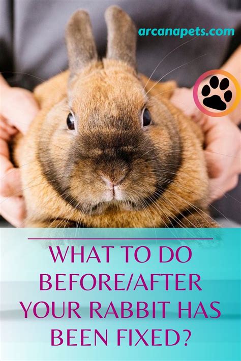 What To Do Beforeafter Your Rabbits Has Been Fixed Pet Bunny