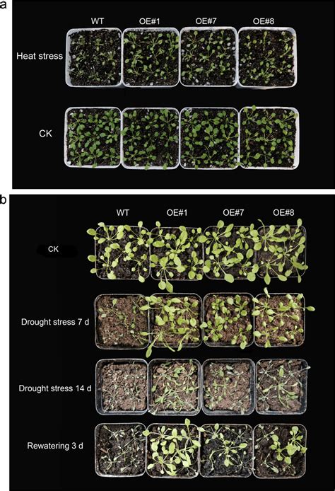 Phenotypes Of Transgenic Arabidopsis Overexpressing Brdreb B Under Heat