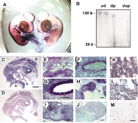 A In Situ Hybridization Of 6 Day Whole Embryos Left Detection Of