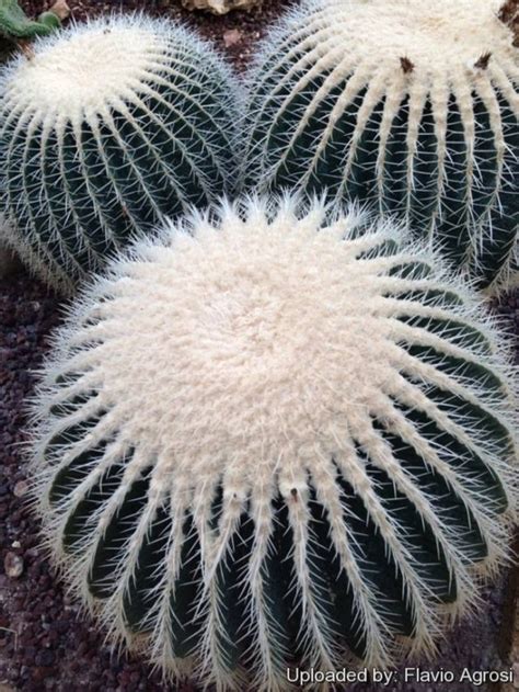 Echinocactus Grusonii Alba 10 Seeds White Spined Golden Etsy