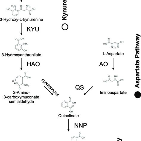 De Novo Nad Biosynthesis The Two Different Pathways For De Novo Nad