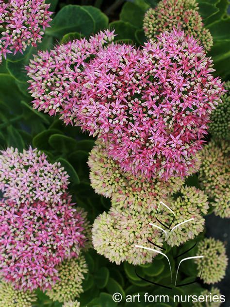 Sedum Spectabile Neon — Art Form Nurseries
