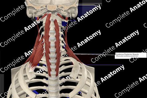 Scalenus Posterior Muscle Complete Anatomy