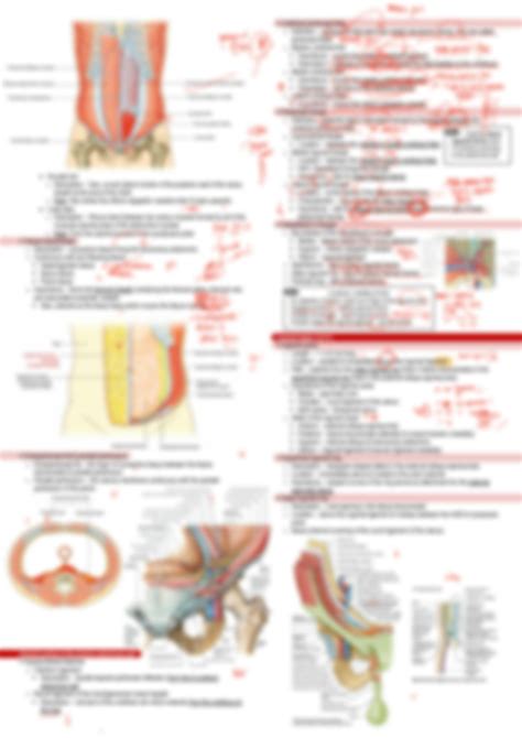 SOLUTION Anterior Abdominal Wall And Inguinal Region Studypool