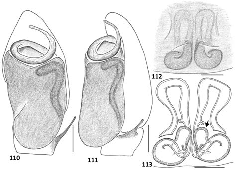 3 Copulatory Organs Of Tisaniba Loeblica Rimbo Sp N Holotype Male