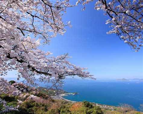 紫雲出山の桜（三豊市） お花見2024 ウォーカープラス