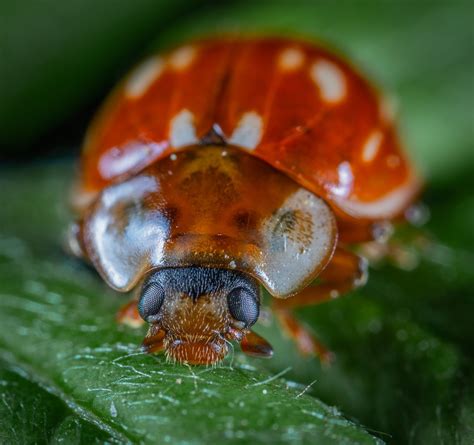 Macro Escarabajo Insecto Foto Gratis En Pixabay Pixabay