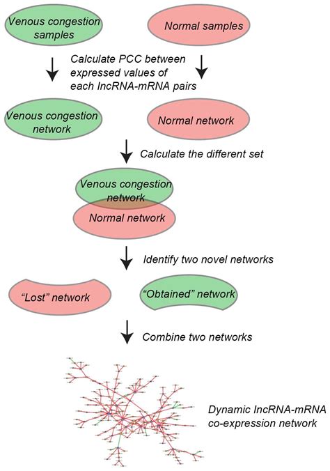 Dynamic Co Expression Network Analysis Of Lncrnas And Mrnas Associated