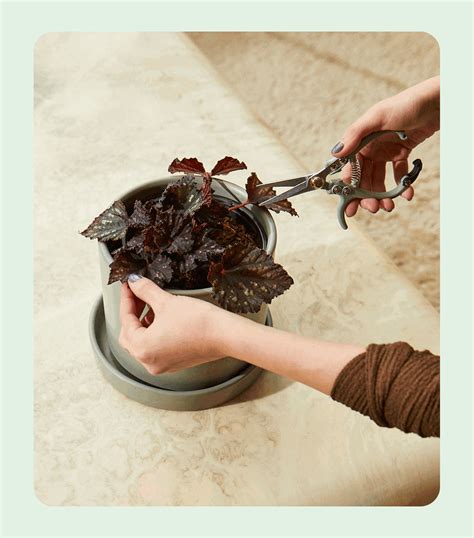 The Sill Our Plant Expert Paris Shares The Benefits Of Winter Pruning