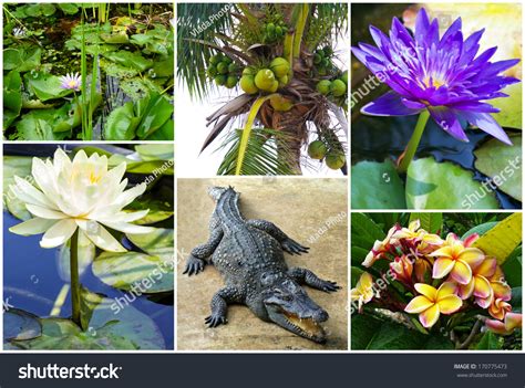 Gambar Flora Dan Fauna Di Thailand Loncat Ke Navigasi Loncat Ke