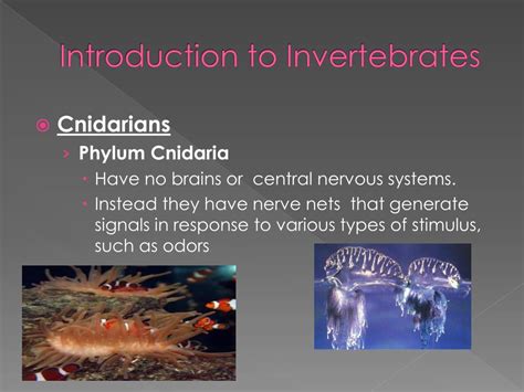 Ppt Introduction To Invertebrates Powerpoint Presentation Free Download Id 2032422