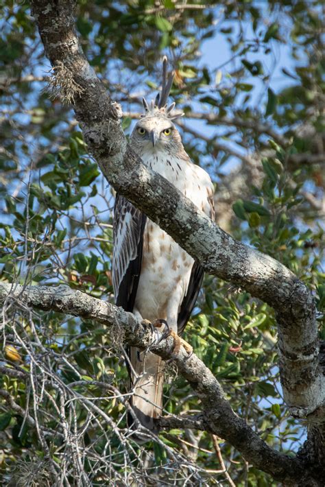 Nisaetus Cirrhatus Ssp Ceylanensis Changeable Hawk Eagle Flickr