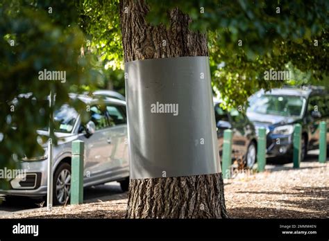 Tree Guard On A Mature Tree In A Park Protecting It From Possums In