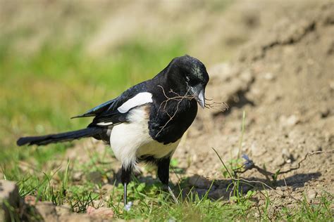 A common magpie walking and searching for nesting material in the ...