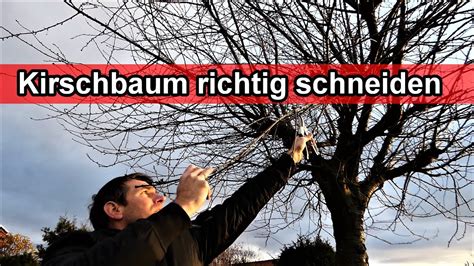 Kirschbaum Richtig Schneiden Video Anleitung Kirsche