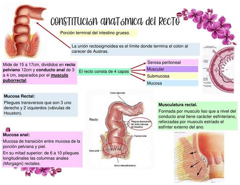 Res Menes De Mucosa Anal Descarga Apuntes De Mucosa Anal