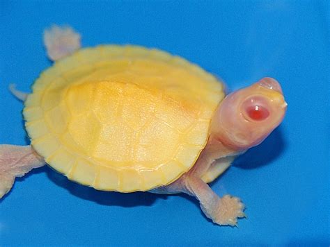 Albino Red Eared Sliders For Sale The Turtle Source