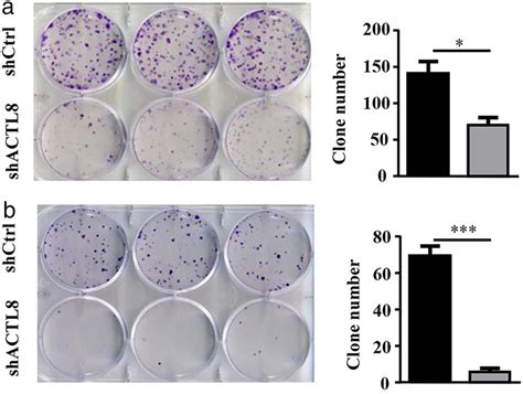 Actinlike Protein Promotes Cell Proliferation Colonyformation