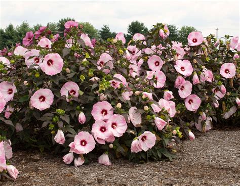 Гибискусы травянистые (болотные): Hibiscus moscheutos — Гибискус ...