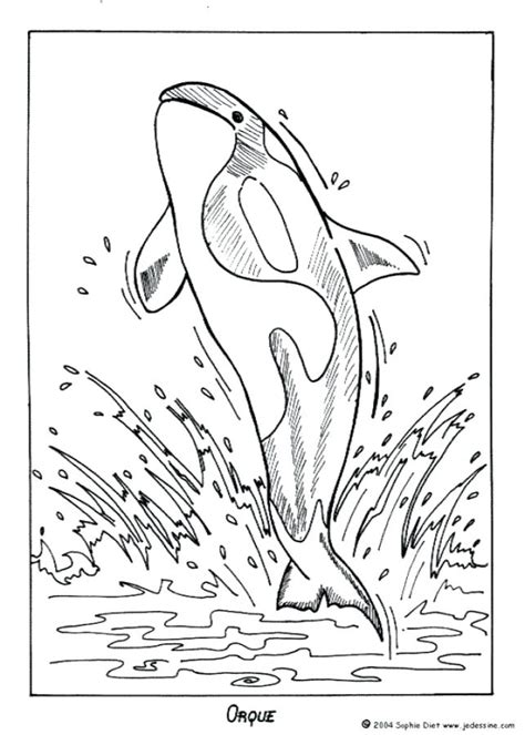 Shamu Coloring Pages At Free Printable Colorings