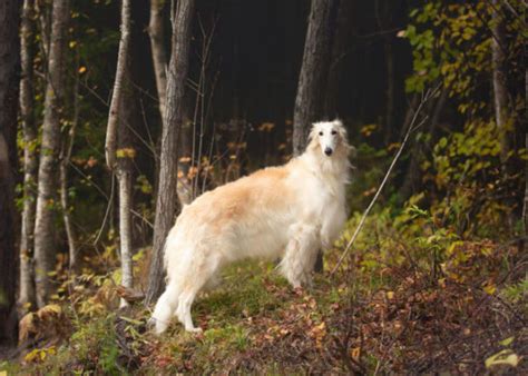 Borzoi Dog Breed Profile – Top Dog Tips