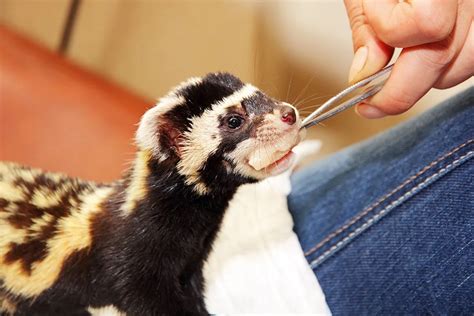 Ferret Care What Do Ferrets Eat Supreme Petfoods