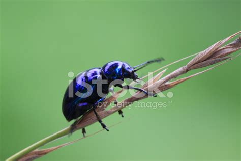 Leaf Beetles Stock Photo | Royalty-Free | FreeImages