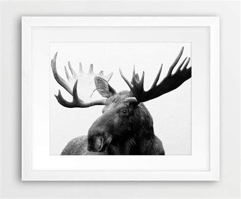 Moose Printable Art Moose Photography Black And White Etsy