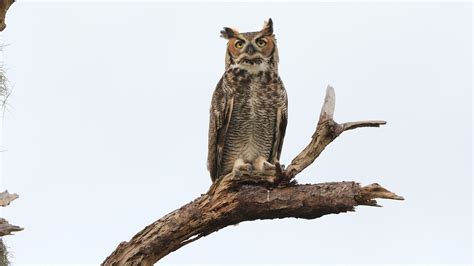 Juvenile Great Horned Owl Calls For Mom Youtube