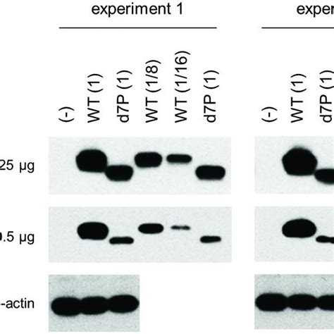 Phylogeny And Expression Profiles Of Vpx Vpr Proteins Phylogenetic