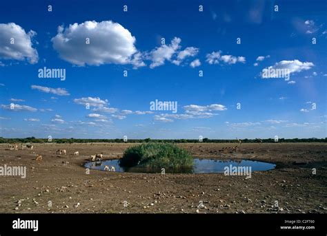 Etosha Namibia Stock Photo - Alamy