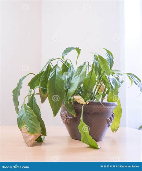 Diseases Of Indoor Plants Diseases Of Houseplants Identification And