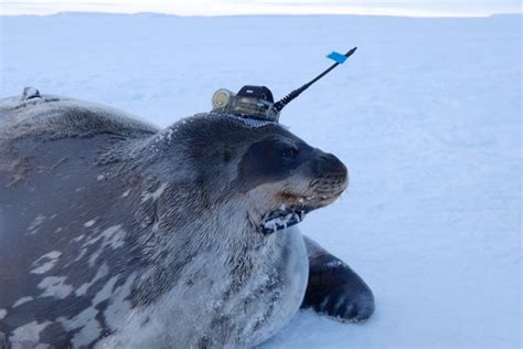 Antarctic Oceanographers Use Seals To Do Rese Eurekalert