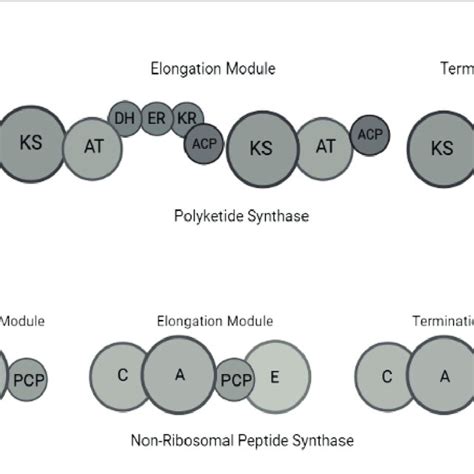 Schematic Representation Of Pks And Nrps Megasynthases In Polyketide