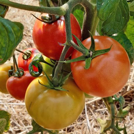 Nos graines potagères de tomate grappe Premio F1 La Bonne Graine