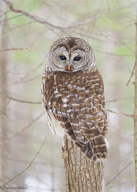 Chouette Ray E Barred Owl Patrice Allibert Flickr