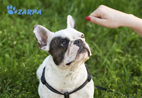 Consejos para educar a tu perro Clínica Veterinaria Zarpa