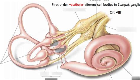 Cochlea And Semicircular Canals Anatomy Diagram Quizlet