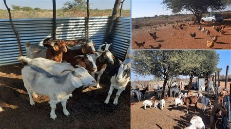 Goat Farming In Botswana Youtube